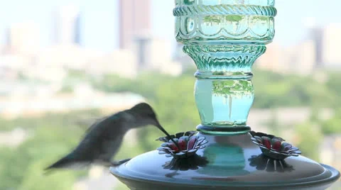 Hummingbird at feeder.  2013 Stock Footage 24315916