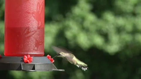 Hummingbird at feeder 720P60 Stock Footage 790963
