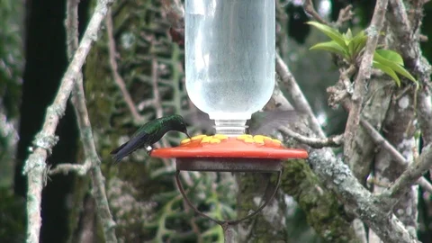 Hummingbird feeder and birds Vídeos de archivo 103619082