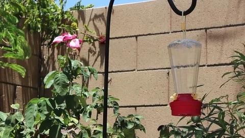 Hummingbird Feeder in the Backyard Stock Footage 71366062