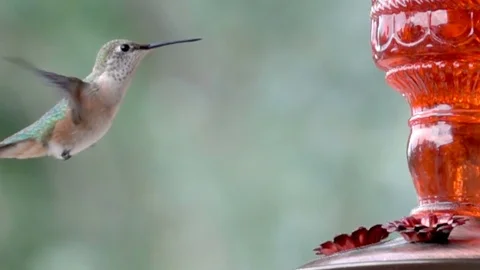 Hummingbird at Feeder. Captured at 960FPS Video stock 78340004