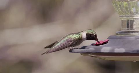 HUMMINGBIRD AT FEEDER CLOSE-UP Stock Footage 130535135