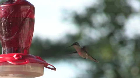 Hummingbird at the Feeder 動画素材 789092