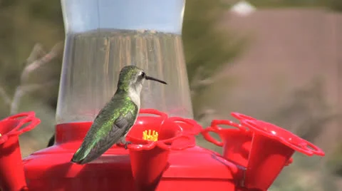 Hummingbird at Feeder Vídeos de archivo 26101296