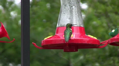Hummingbird at Feeder 動画素材 32755317