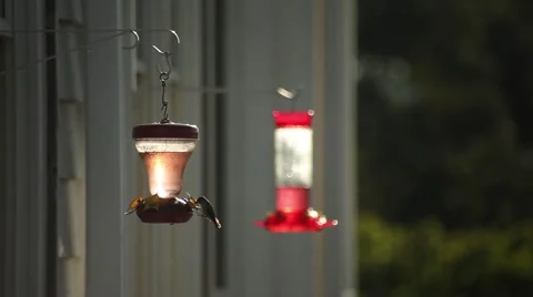 Hummingbird at feeder Stock Footage 40649305