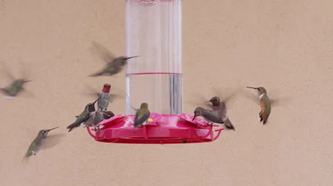Hummingbird Feeder Video stock 41388046