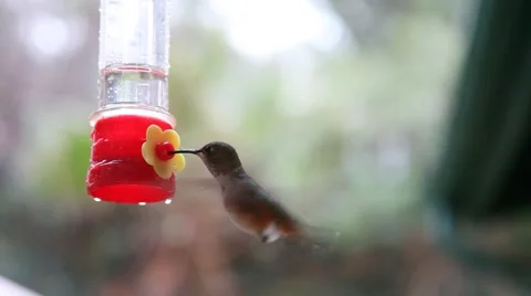 Hummingbird at feeder Stock Footage 47621537