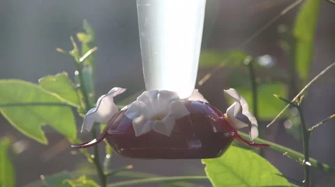 Hummingbird Feeder Stock Footage 58020570