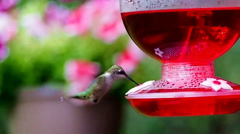 Hummingbird feeder Stock Footage 58557428