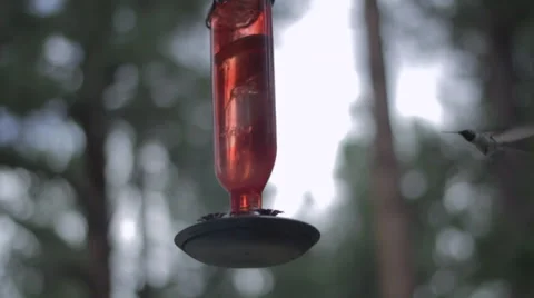 Hummingbird at feeder Video stock 66542850