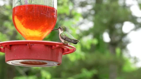 Hummingbird at feeder Stock Footage 76945036