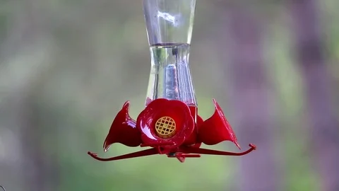 Hummingbird at feeder Video stock 90748480