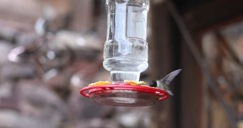 A hummingbird at a feeder Stock Footage 130088221