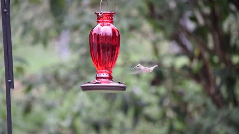 Hummingbird at feeder Stock Footage 133526956