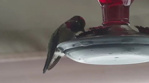 Hummingbird on the feeder Stock Footage 149207720