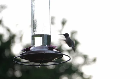 Hummingbird at feeder Stock Footage 152652823