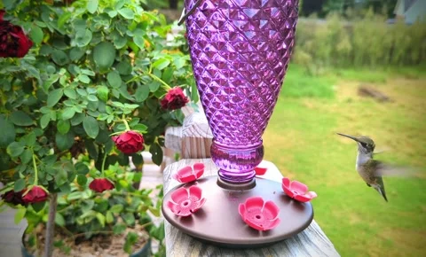 Hummingbird feeder 스톡 동영상 231922502