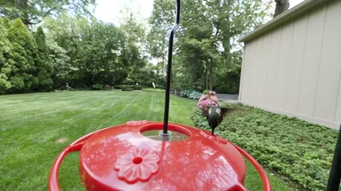 HUMMINGBIRD AT FEEDER, FRONT VIEW, CLOSE UP, OVER-CRANKED FTG. Video stock 137269497