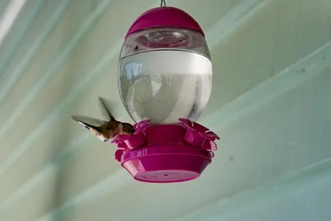 Hummingbird at a feeder, mid-flight drinking from the magenta vessel. Stock Photos