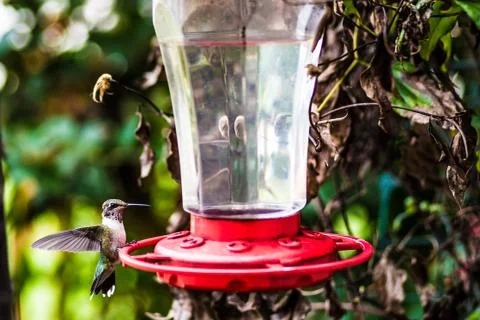 Hummingbird at Feeder Stock Photos