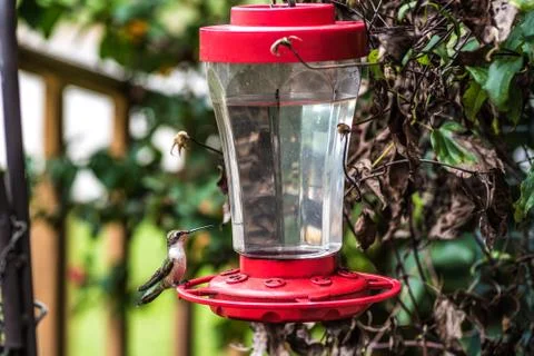 Hummingbird at Feeder Stock Photos