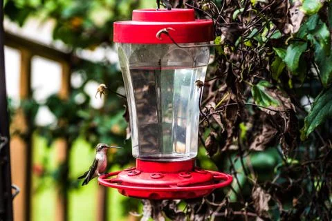 Hummingbird at Feeder Stock Photos
