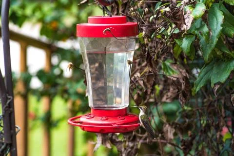Hummingbird at Feeder Stock Photos