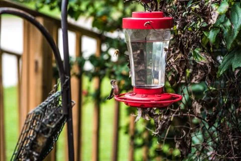 Hummingbird at Feeder Stock Photos