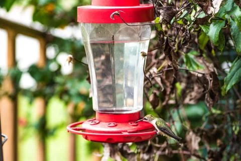 Hummingbird at Feeder Stock Photos