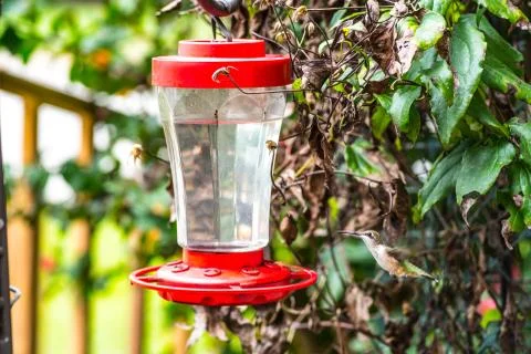 Hummingbird at Feeder Stock Photos