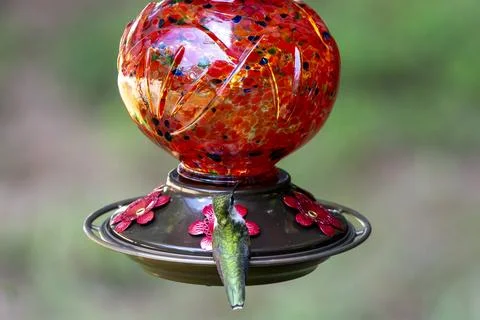 Hummingbird on a Feeder Stock Photos