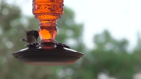 Hummingbird At Feeder in Slow Motion Video stock 78195542