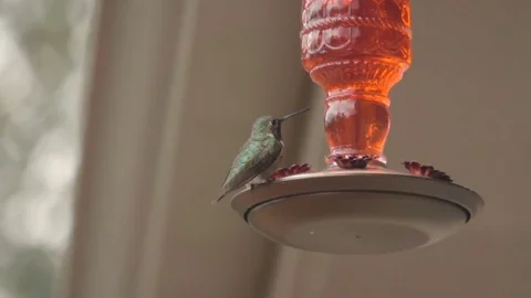 Hummingbird At Feeder in Slow Motion 库存影片 78526012