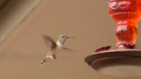Hummingbird At Feeder in Slow Motion Video stock 78526070