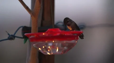 Hummingbird at feeder wtih bokeh in background 04 Stock Footage 47683723