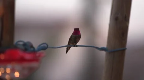 Hummingbird at feeder wtih bokeh in background 02 Stock Footage 47683729