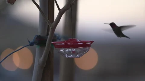 Hummingbird at feeder wtih bokeh in background Stock Footage 47683731