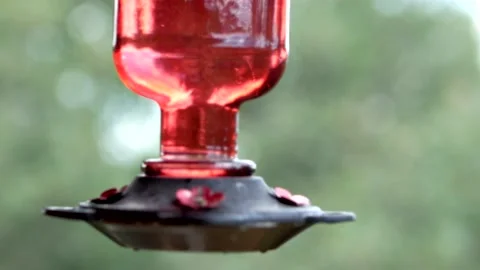 Hummingbird Feeding Cabin Stock Footage 234166780