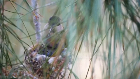 HummingBird Feeding Chicks Vídeo Stock 95565120