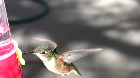 Hummingbird feeding closeup downward angle Stock Footage 47675025