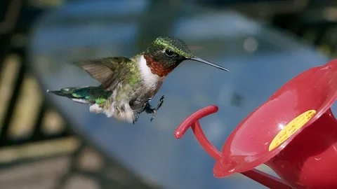 Hummingbird feeding at a feeder Stock Footage 122406128