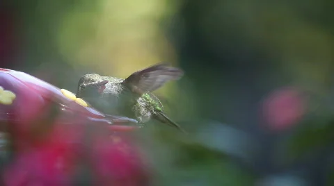 Hummingbird feeding Stock Footage 783532