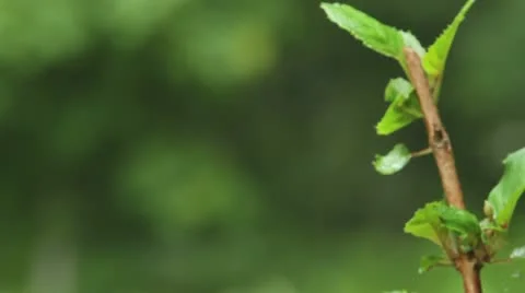 Hummingbird feeding Stock-Footage 22156778