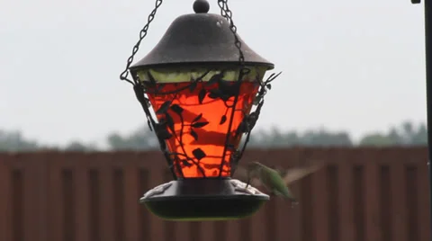 Hummingbird feeding Video stock 29475473