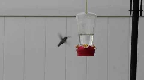 Hummingbird feeding Video stock 29487173