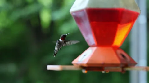 Hummingbird Feeding Stock Footage 31561613