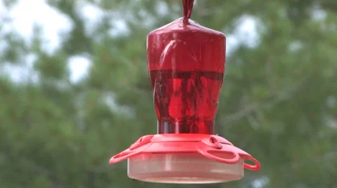 Hummingbird feeding Stock Footage 34623519