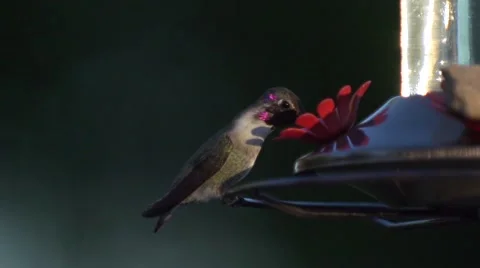 Hummingbird Feeding Stock Footage 51676799