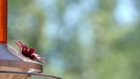 Hummingbird Feeding Stock Footage 77657867